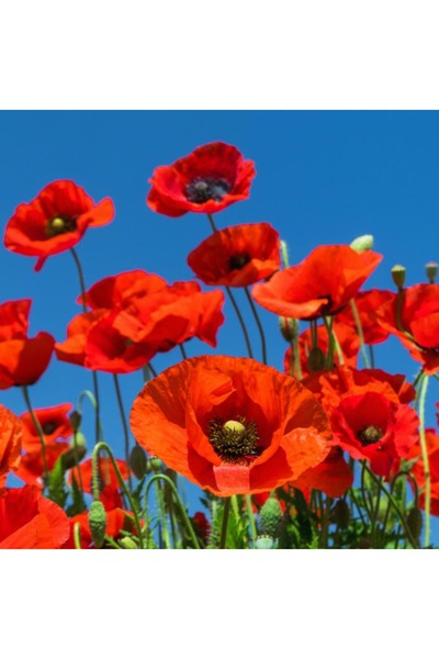 ZENGARDEN EV VE BAHÇE Anadolu gelinciği tohumu gelincik papaver