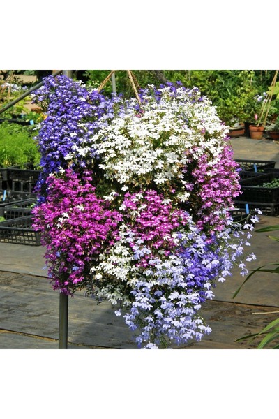 ZENGARDEN EV VE BAHÇE Karışım sarkan lobelya tohumu tüm renkler lobelia pendu...