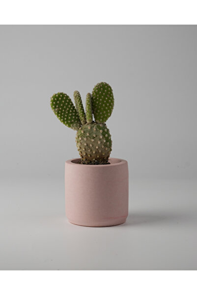 Kaju Creative Dekoratif Beton Saksı - Mini Sukulent - Kaktüs Ve Sukulent Bitk...
