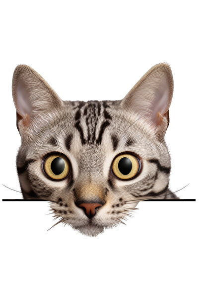 StoryGift Romania Sticker Autocolant 70CM cu o pisicuta care se uita surprins...