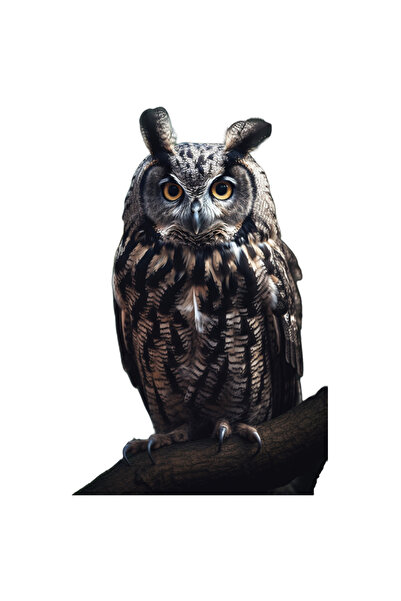 StoryGift Romania Sticker Autocolant 70CM cu Portret Bufnita din Fata, Bufnita Frumoasa Colorata, Pene Colorate,