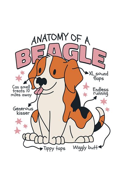 StoryGift Romania Sticker Eticheta 40CM Cu Text In Engleza Anatomy Of a Beagle, Caine Rasa Beagle, Animal DE Com