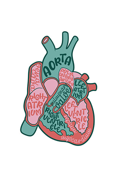 StoryGift Romania Sticker Eticheta 50CM Cu Inima, Anatomie, Componente, Biolo...