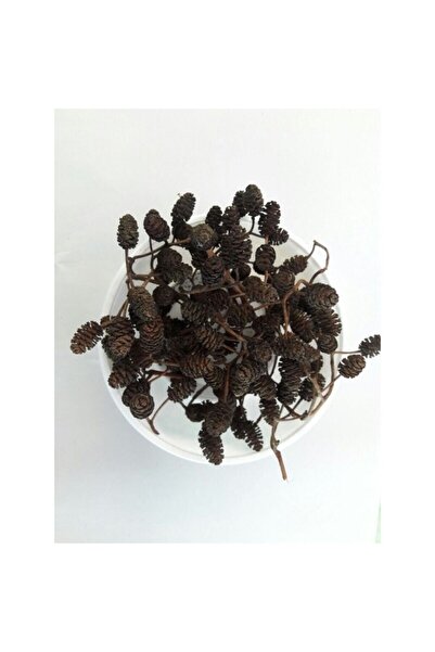 Akvaryum Kızılağaç Kozalağı 100 (+) Adet