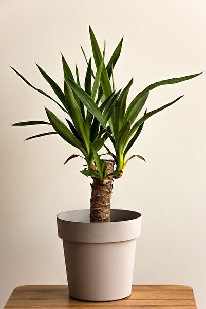 Muzonun bahçesi Yucca - Yuka Bitkisi Tek Gövdeli Yucca Avize Çiçeği Canlı Salon Bitkisi 50 cm
