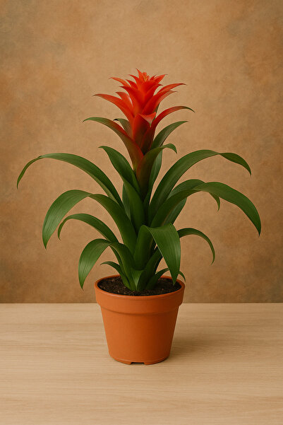 serap çiçekçilik Saksı Guzmanya Çiçeği