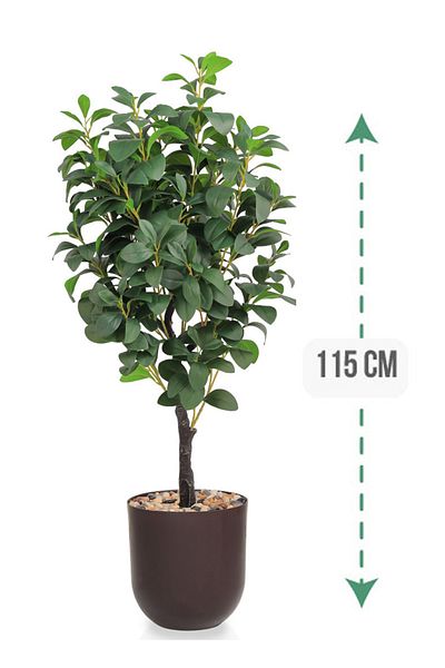 Generic Lemon tree in a cylindrical plastic pot