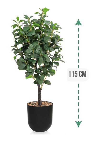 Generic Lemon tree in a cylindrical plastic pot