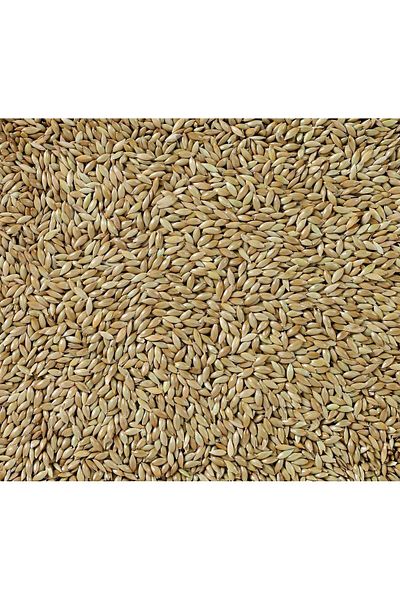 Deli Nature Canary Bird Seeds by Daily Nature - 5kg