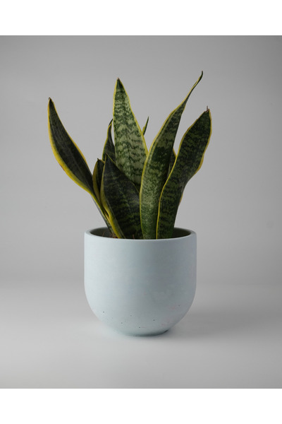 Kaju Creative Dekoratif Beton Saksı - Orta Boy Yuvarlak - 15x14cm 2L