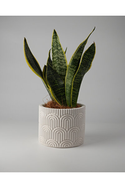 Kaju Creative Dekoratif Beton Saksı WAVY - Gri / Beyaz 11x14CM - 1L