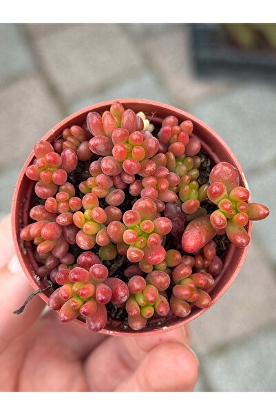 SukuLand Sedum Rubrotinctum Kırmızı jelibon sukulent 5,5cm saksıda