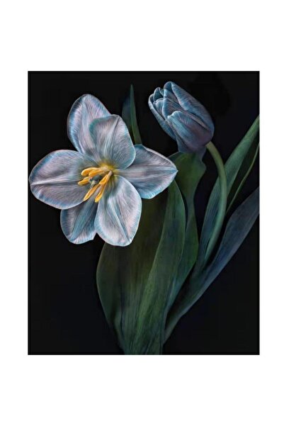 Pastelya Sayılarla Boyama Seti Çerçeveli Kasnaklı Yaşam Çiçeği 2 50x65