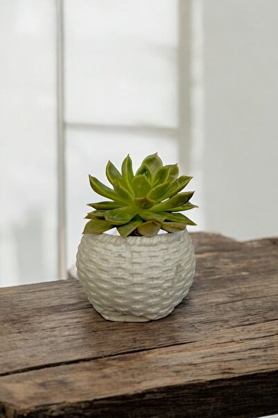 MF Botanik Beyaz hasır model beton kaktüs ve sukulent saksı 0,15