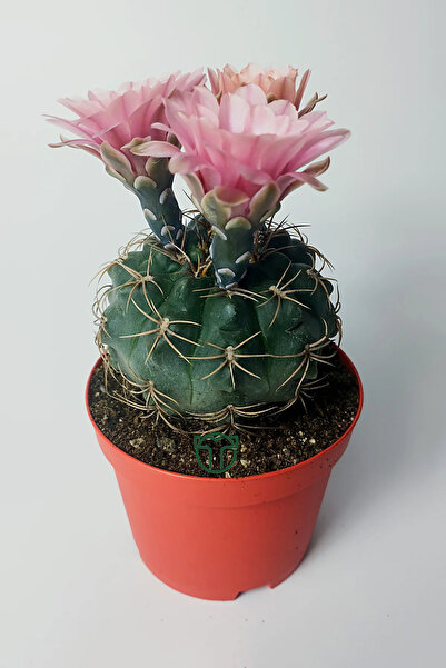 Toptan Kaktüs Gymnocalycium Baldianum - çiçek açan nadir kaktüs - kolay bakım - canlı renkler - 8.5 cm saksıda
