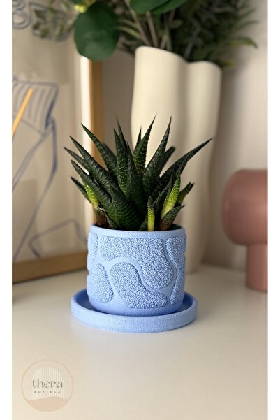 Thera Bottega Mossa Dekoratif Mini Bitki/Sukulent Saksısı - 7.5 Cm Yükseklik ...