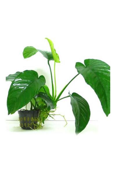 Genel Markalar Anubias Barteri 5-6 Yapraklı Kök Canlı Bitki