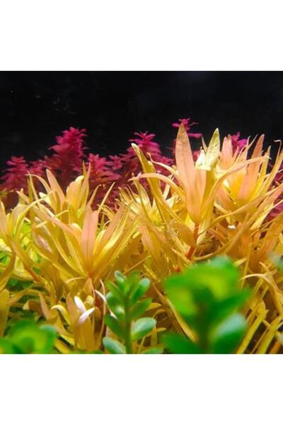 İthâl Bitki Ammania Pedicellata Golden In Vitro Canlı Bitki