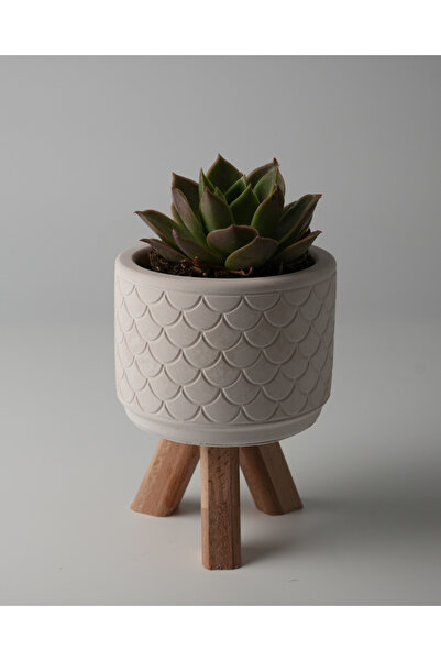 Kaju Creative Dekoratif Beton Saksı - Balık Pulu - Ahşap Ayaklı