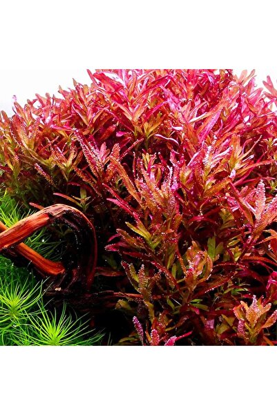 İthâl Bitki Rotala Blood Red Saksı Canlı Bitki