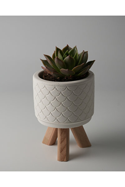 Kaju Creative Dekoratif Beton Saksı - Balık Pulu -beyaz
