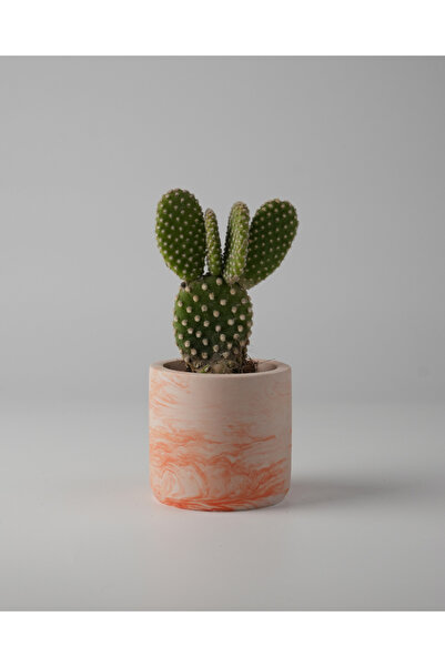 Kaju Creative Dekoratif Beton Saksı - Mini Sukulent - Kaktüs ve Sukulent Bitk...