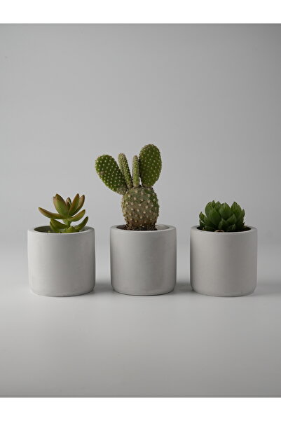 Kaju Creative Dekoratif Beton Saksı - Mini Sukulent - Kaktüs ve Sukulent Bitk...