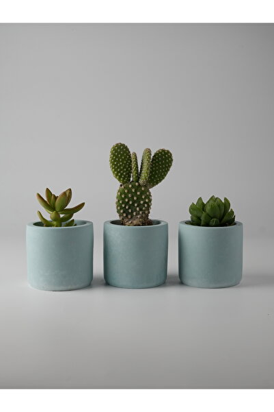 Kaju Creative Dekoratif Beton Saksı - Mini Sukulent - Kaktüs ve Sukulent Bitkileri için 7x7cm Beton Renkli Saksı