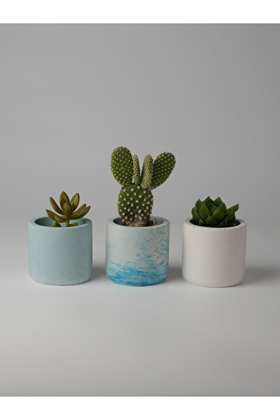 Kaju Creative Dekoratif Beton Saksı-3'lü Mini Sukulent Kaktüs ve Sukulent Bit...