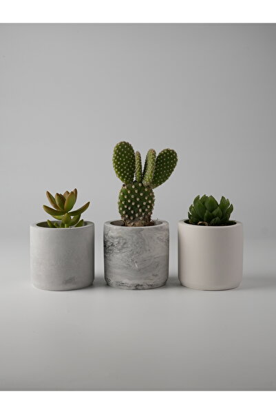 Kaju Creative Dekoratif Beton Saksı-3'lü Mini Sukulent Kaktüs ve Sukulent Bit...