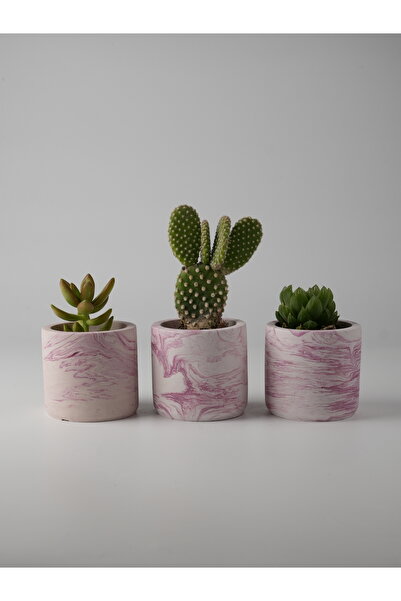 Kaju Creative Dekoratif Beton Saksı - Mini Sukulent - Kaktüs ve Sukulent Bitk...