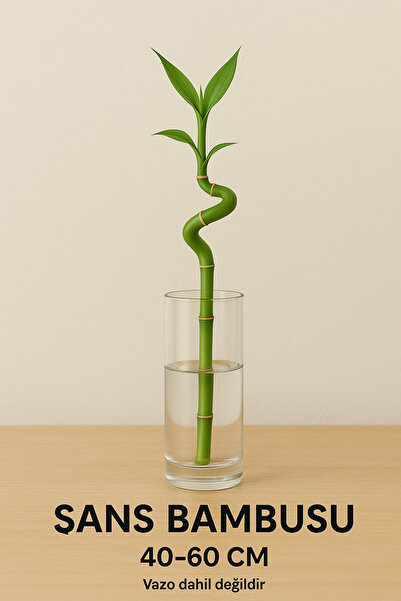 serap çiçekçilik 1 Adet Dal Bambu Şans Bambusu 40 - 60 Cm Arası