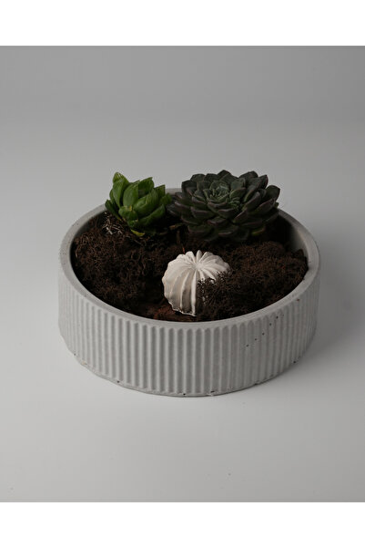 Kaju Creative Dekoratif Beton Çizgili Kase - Sukulent - Mini Kaktüs - Bonsai ...
