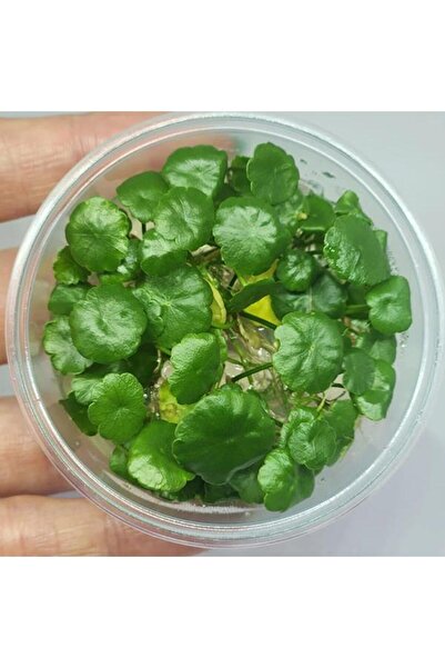 İthâl Bitki Hydrocotyle Compact Round In Vitro Canlı Bitki