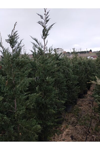 bitkifidan 5 Yaş Leylandi Fidanı