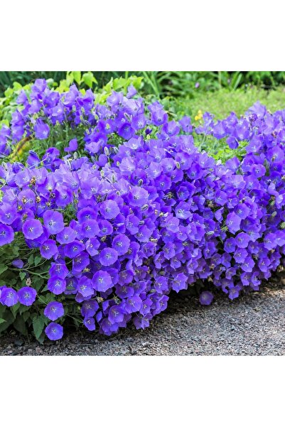 ZENGARDEN EV VE BAHÇE Campanula carpatica tohumu tussock bellflower çan çiçeğ...