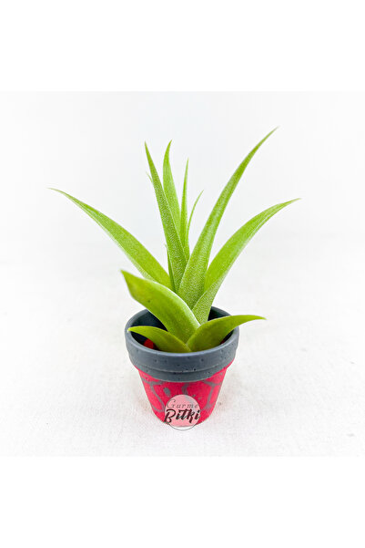 Gurme Bitki Tillandsia Samantha Pup (S) Ödüllü Nadir Tür Yavru Hava Bitkisi A...