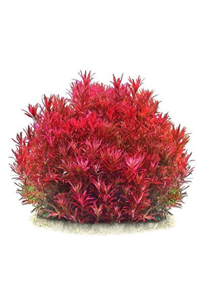 İthâl Bitki Rotala Blood Red In Vitro Canlı Bitki