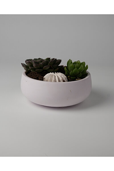 Kaju Creative Dekoratif Beton Kase Saksı - Oval Kase 21,5 x 9,5 3L /14X6.5 1....