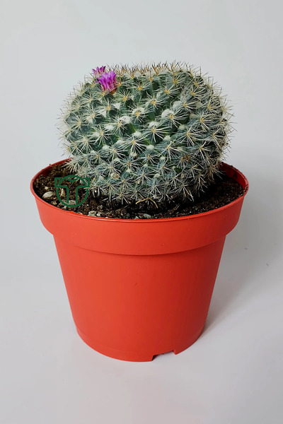 Toptan Kaktüs Yaşlı Kadın Kaktüsü (Mammillaria Hahniana) – kolay bakım, küçük...