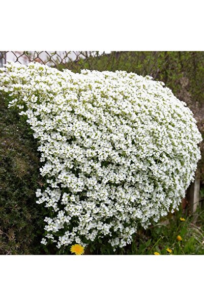ZENGARDEN EV VE BAHÇE Arabis tohumu kaya gülü beyaz arabis alpina