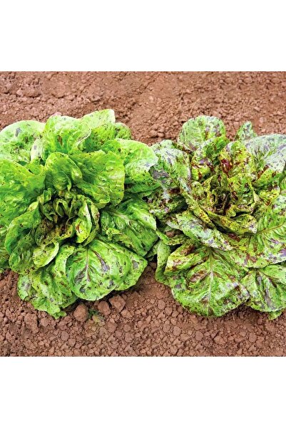 ZENGARDEN EV VE BAHÇE Çilli marul tohumu atalık romain freckles