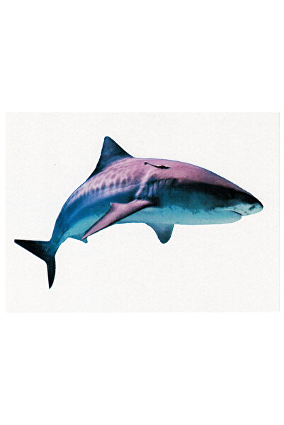 Educational Toys الكروت التعليمية الكائنات البحرية