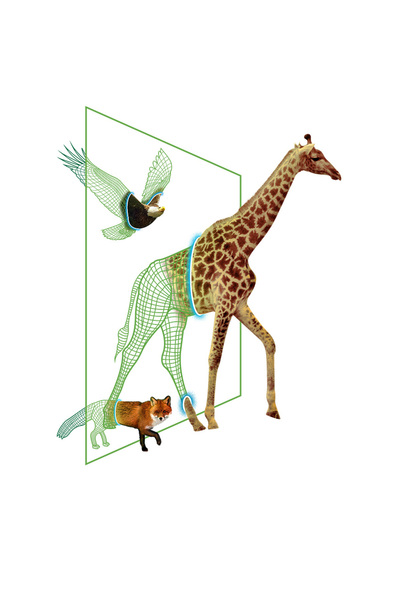 StoryGift Romania Sticker Eticheta 40CM Cu Mesaj In Engleza Leave The Web Out To The Wild, Girafa, Vultur, Vulpe