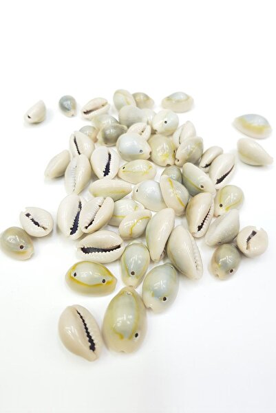 Limelia Mărgele de câine sălbatic perforate, scoici de mare