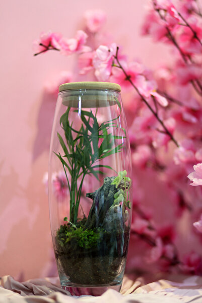 CamBahce Camda Bitkili Ekosistem Dağ Palmiyesi Areka Mini Ev Ofis Salon