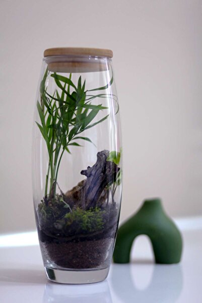 CamBahce Camda Bitkili Ekosistem Dağ Palmiyesi Areka Mini Ev Ofis Salon