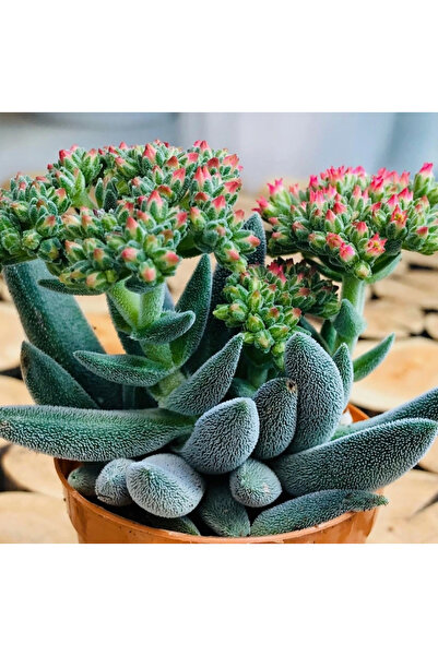 SukuLand Crassula Jade Mesembryanthemoides özel tür sukulent 5,5cm saksıda
