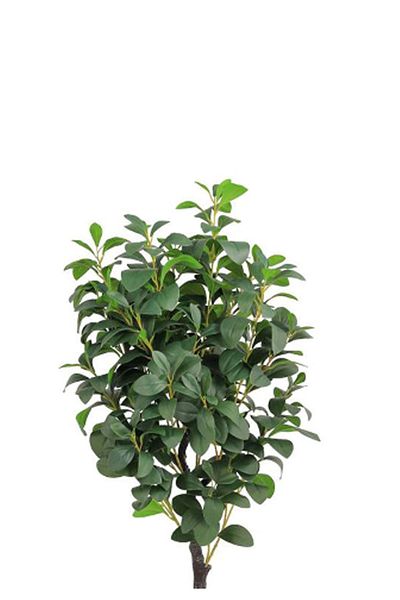 Generic Lemon tree in a cylindrical plastic pot