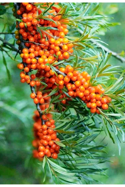 FİDANKÖY Yalancı iğde fidanı tüplü/saksılı